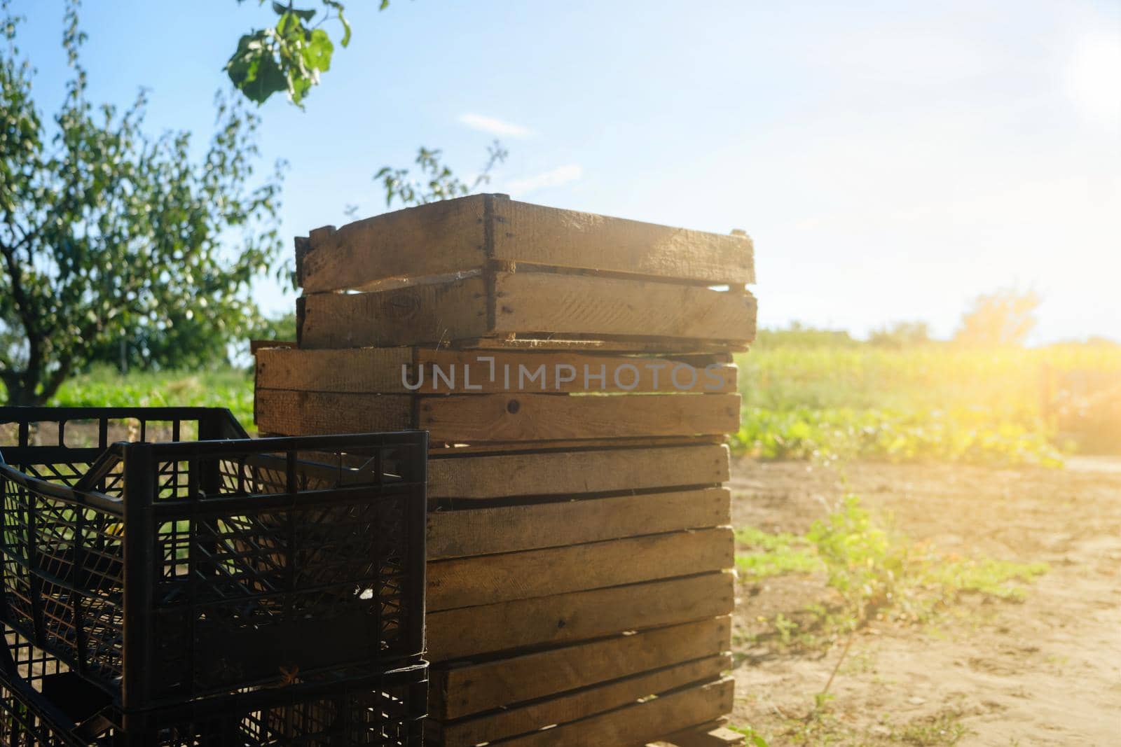 empty wooden box. Pine box for fresh vegetables on a rural background. harvesting concept. empty basket