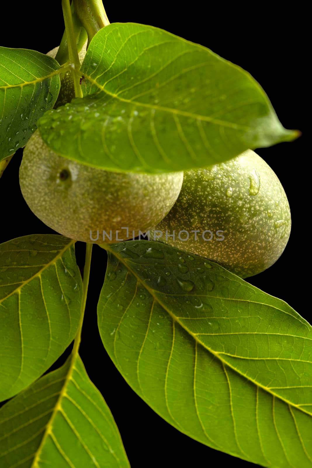 Walnut. A branch of a walnut with unripe fruits, and green leaves with rain drops isolated on a black background