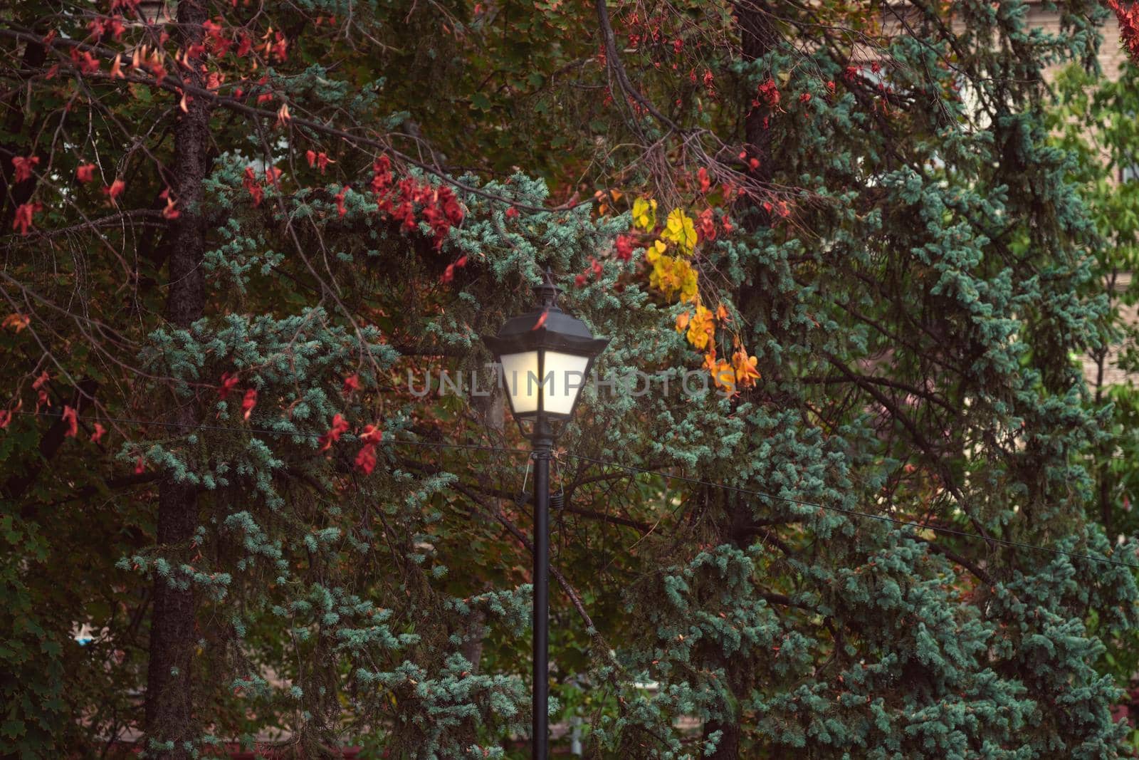 Street lamp in autumn park . Vintage lamp in the city park. lantern in autumn by igor010