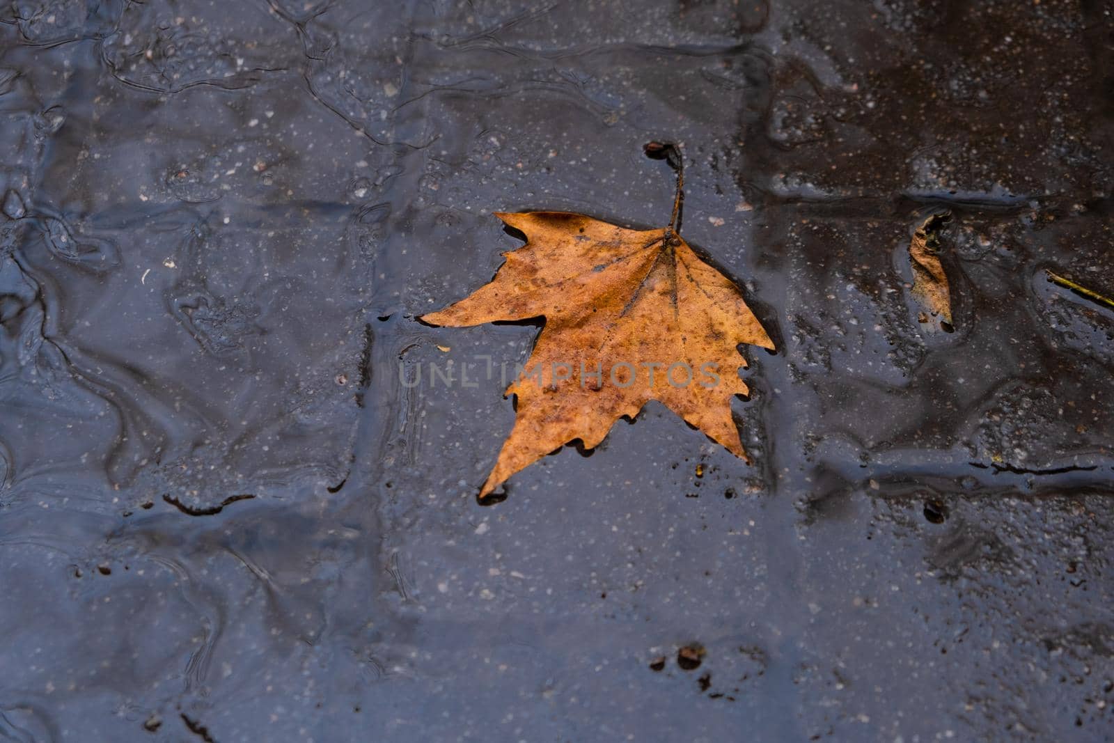 fall leave in water, floating autumn leaf. Fall season leaves in rain. October weather, November nature background by igor010