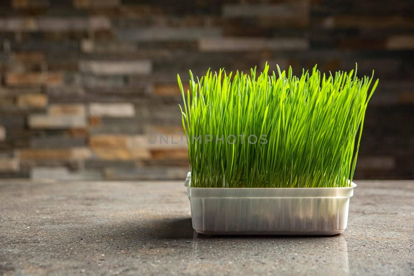 Barley grass. Sprouted barley grains in a container. Barley sprouts for food. The concept of diet, vegetarianism and veganism. Healthy lifestyle.