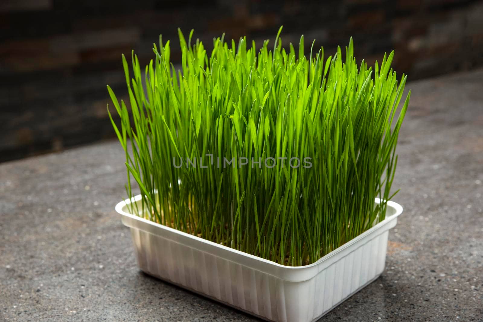 Wheat grass. Sprouted wheat grains in a plastic container. Wheatgrass for human consumption. Diet concept, vegetarianism and veganism banner. Healthy lifestyle.