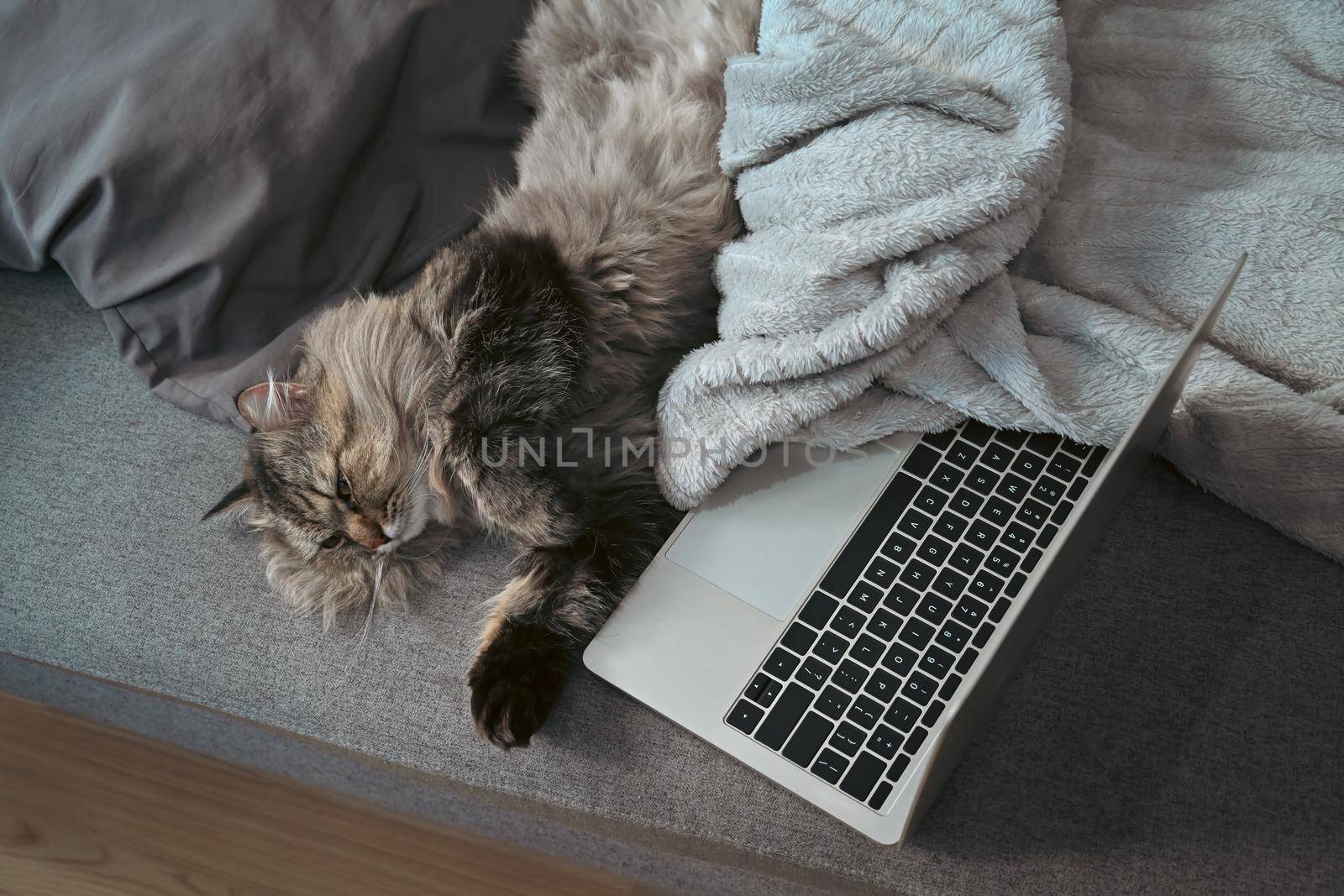 Mockup computer laptop and lovely cat on comfortable sofa.