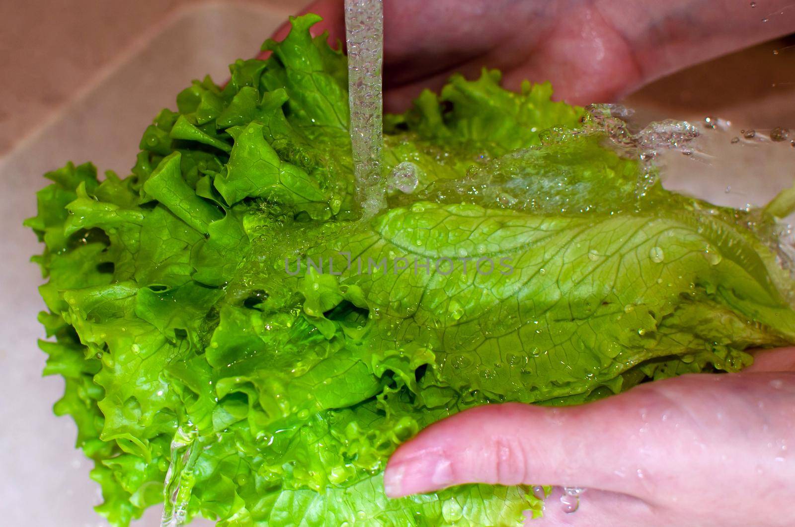Woman washes lettuce leaves in the kitchen at home. Fresh vegetables for salad. Healthy food concept. Proper nutrition, proper nutrition. Home food concept. Close-up.