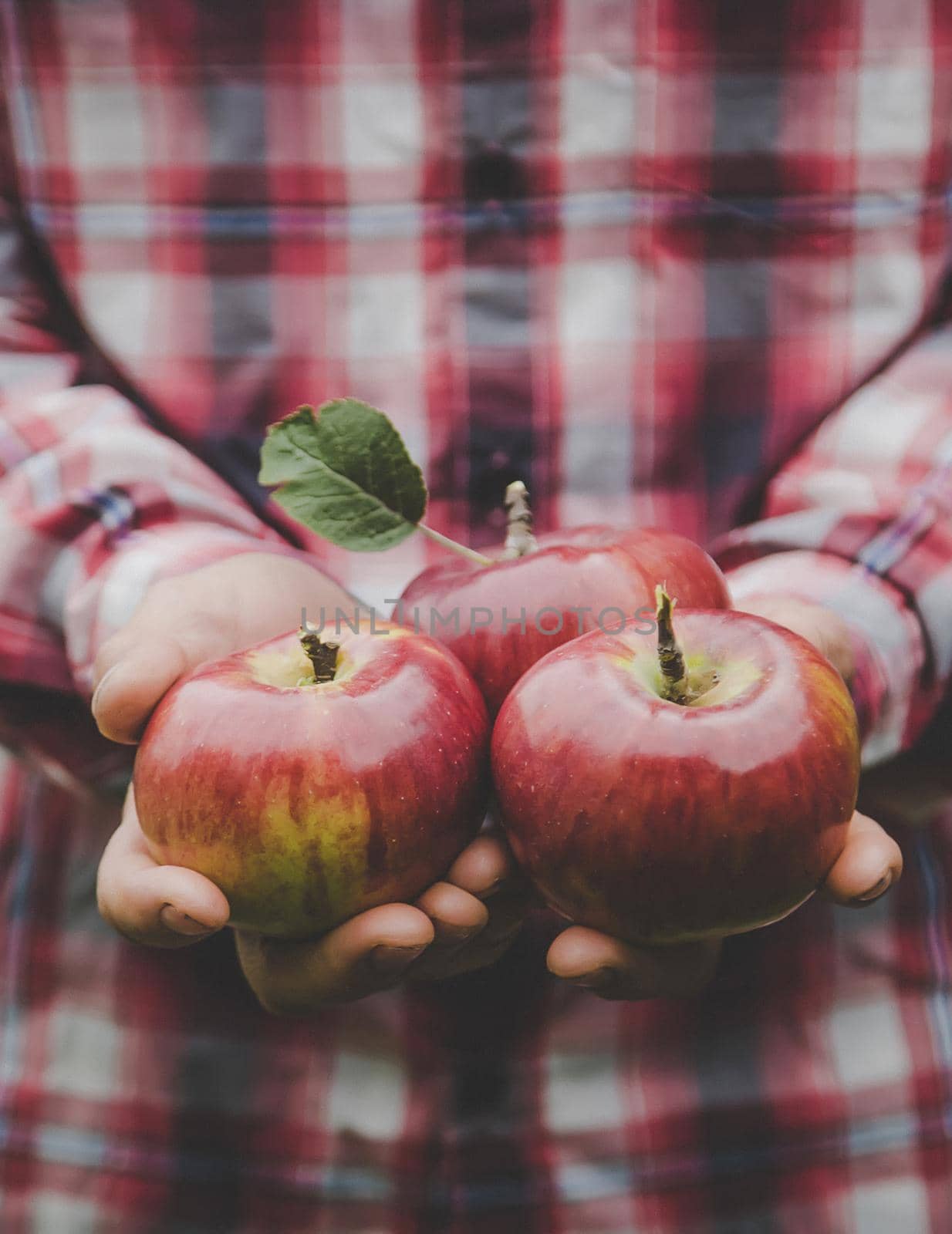 A man holds a harvest of apples in his hands. Selective focus. by yanadjana
