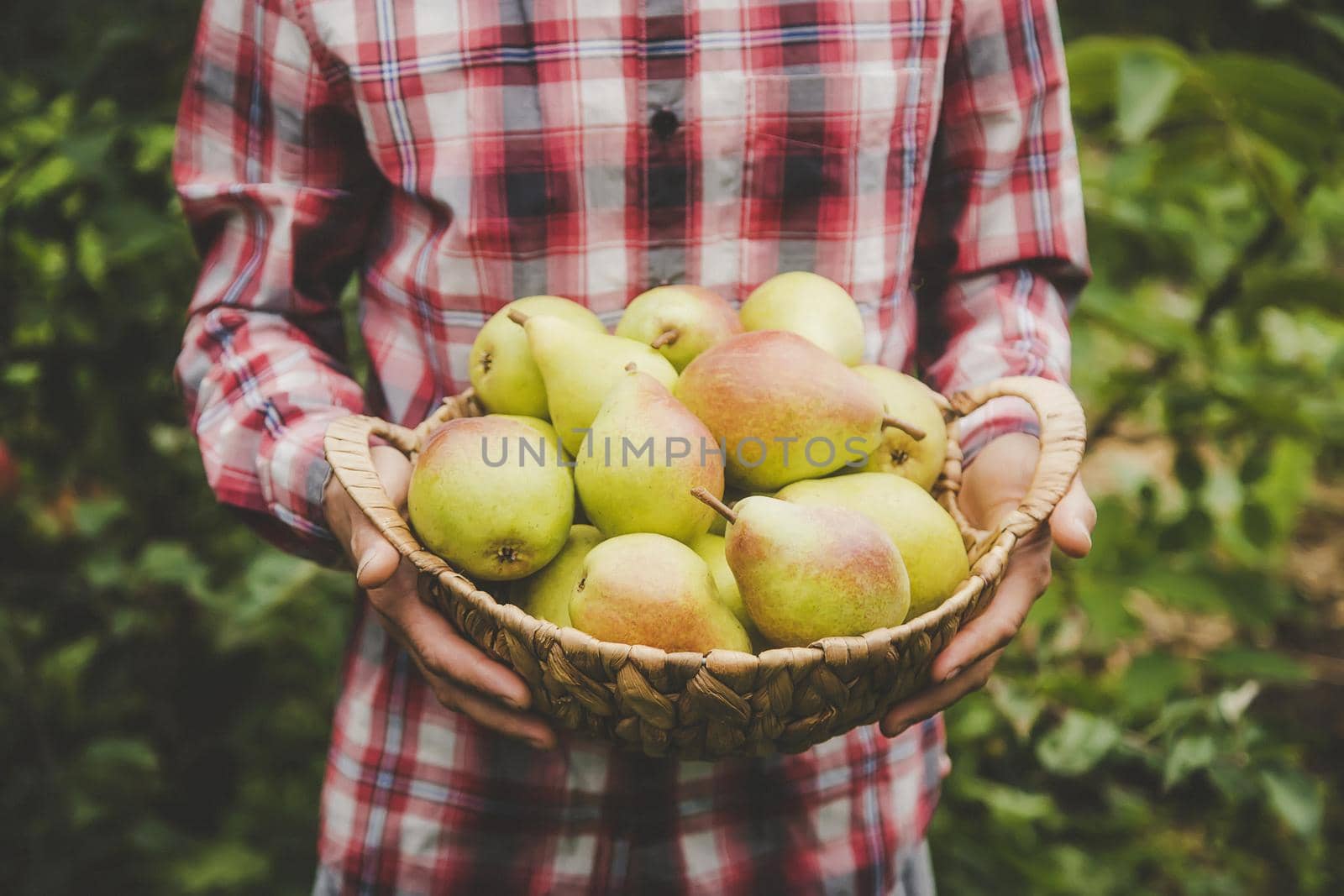 A man gardener holds a harvest of pears in his hands. Selective focus. nature.