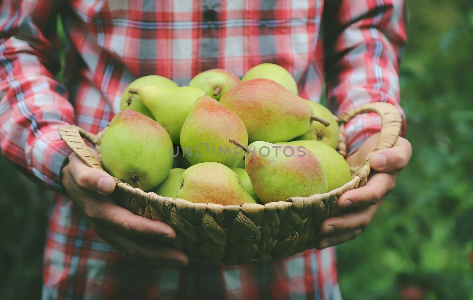 A man gardener holds a harvest of pears in his hands. Selective focus. by yanadjana