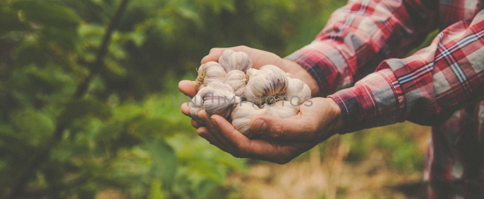 A man farmer holds a harvest of garlic in his hands. Selective focus. by yanadjana
