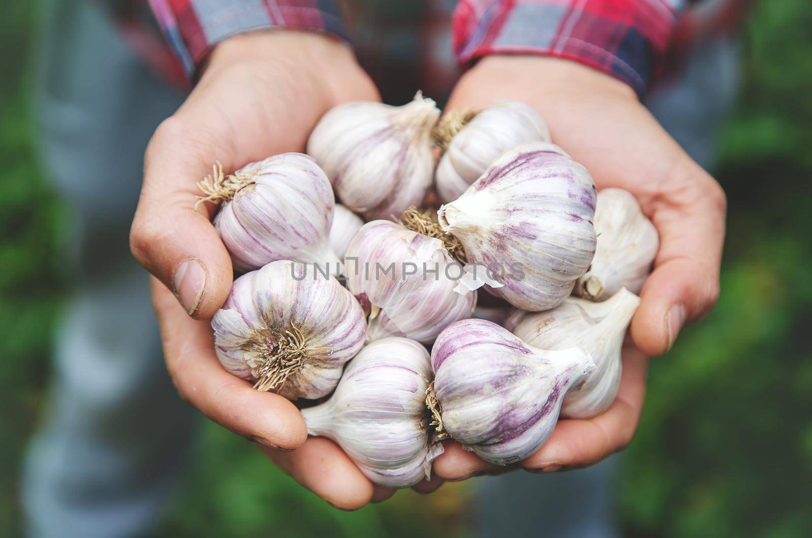 A man farmer holds a harvest of garlic in his hands. Selective focus. by yanadjana