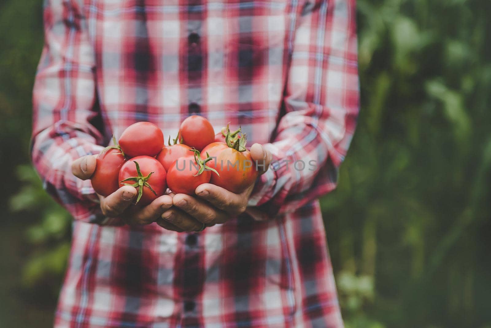 A man farmer holds a crop of tomatoes in his hands. Selective focus. by yanadjana