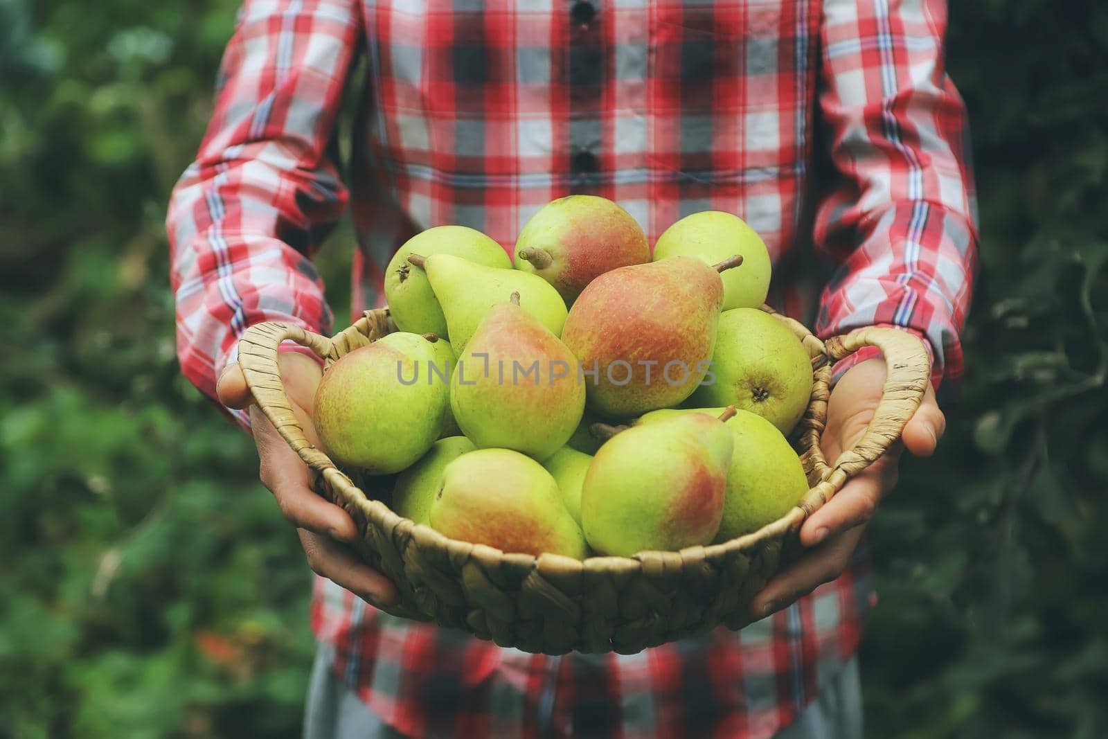 A man gardener holds a harvest of pears in his hands. Selective focus. nature.