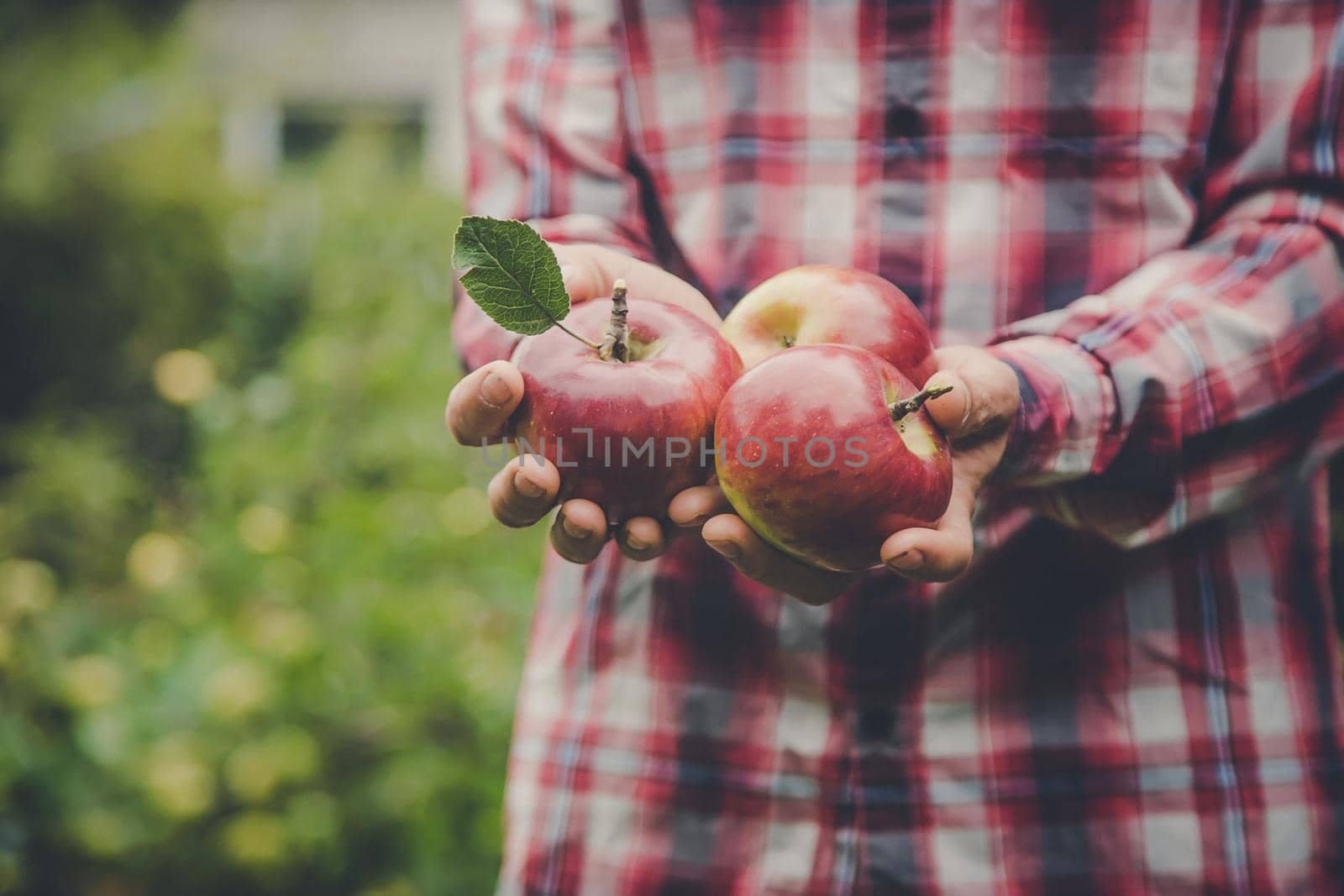 A man holds a harvest of apples in his hands. Selective focus. nature.
