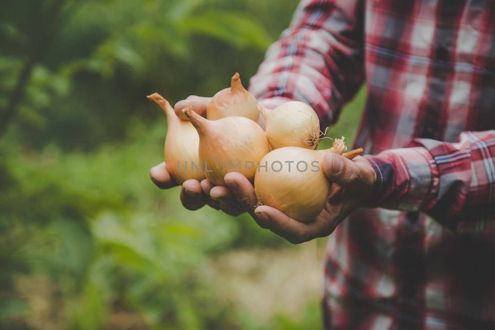A man farmer holds a harvest of onions in his hands. Selective focus. by yanadjana