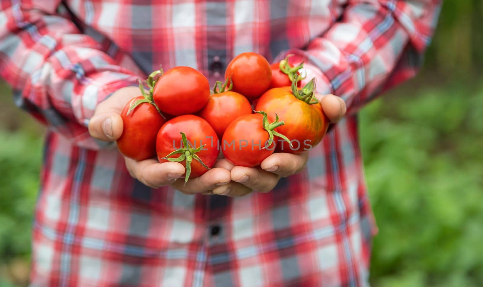 A man farmer holds a crop of tomatoes in his hands. Selective focus. nature.