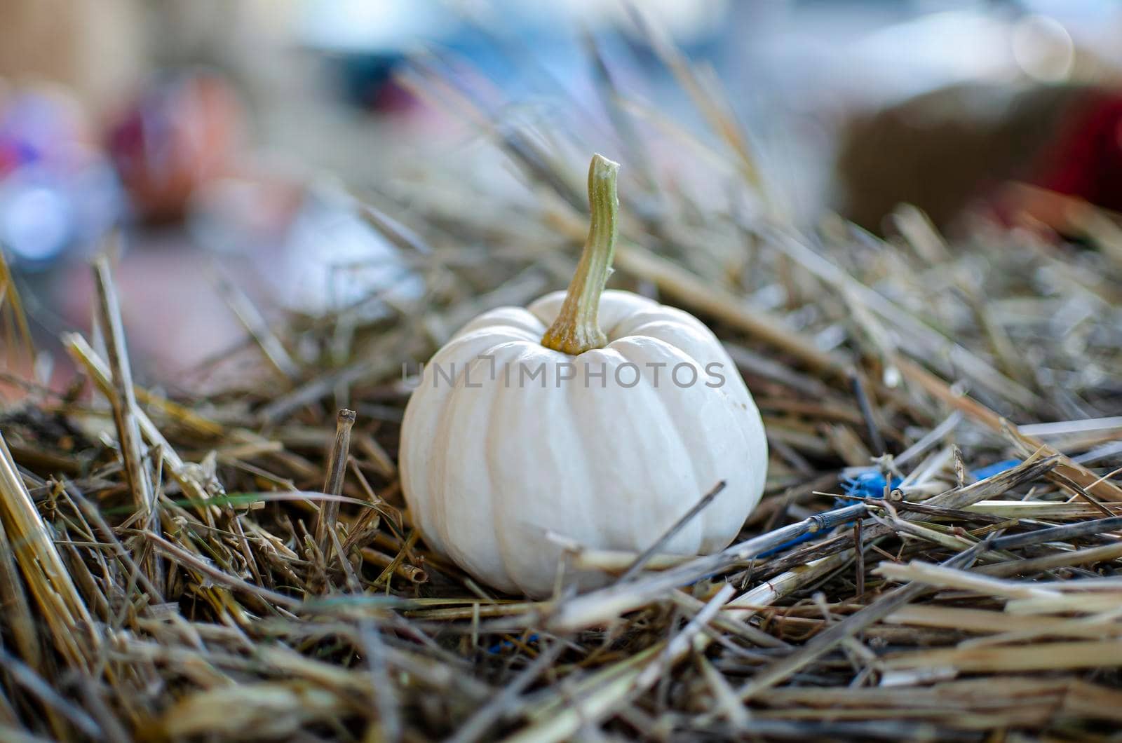 Halloween pumpkin. White pumpkin on a background of hay in a rustic style. Background for Halloween. Place for text.