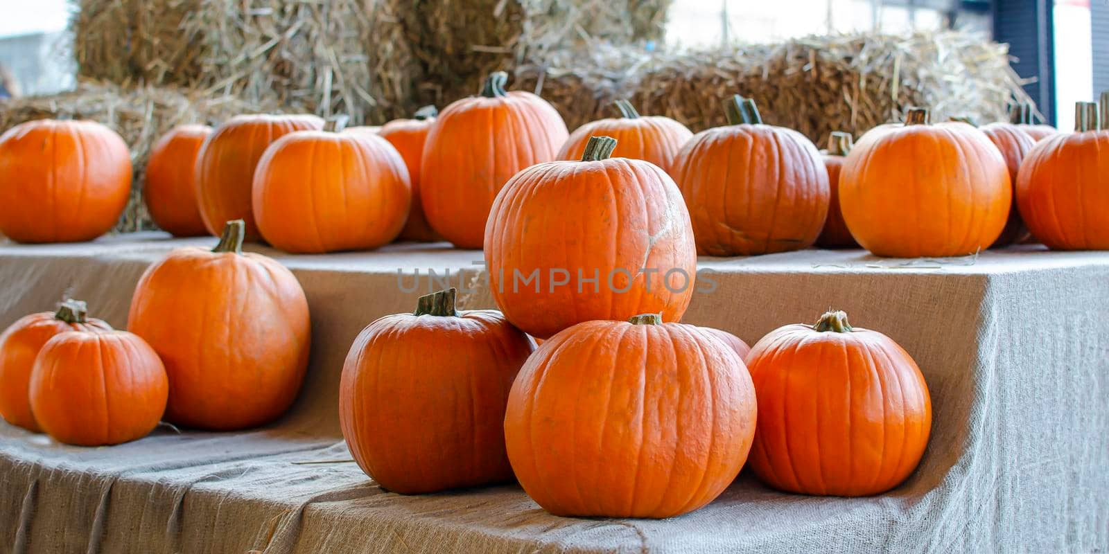 Halloween pumpkin. Pumpkin on a background of hay in a rustic style. Background for Halloween. Place for text by SERSOL