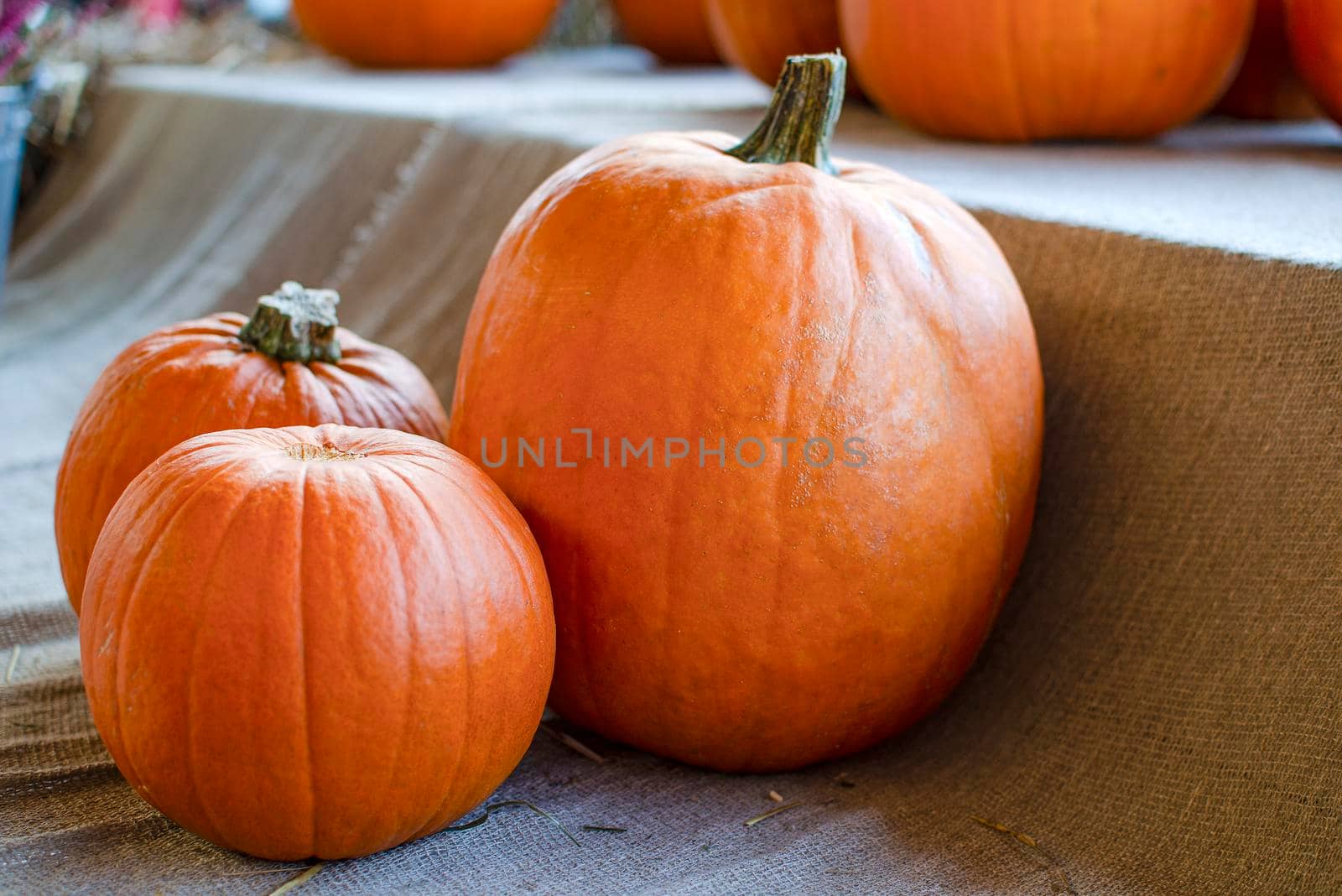 Halloween pumpkin. Pumpkin on a background of hay in a rustic style. Background for Halloween. Place for text.