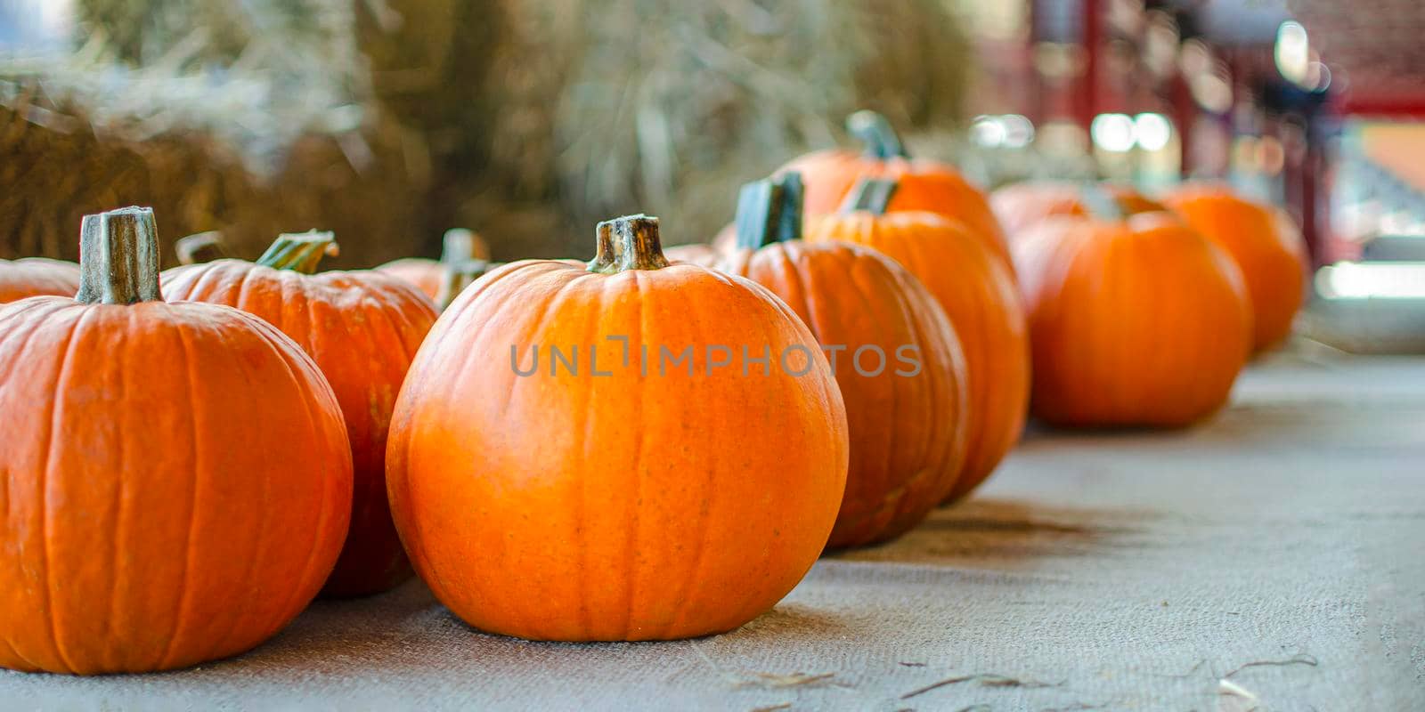 Halloween pumpkin. Pumpkin on a background of hay in a rustic style. Background for Halloween. Place for text.