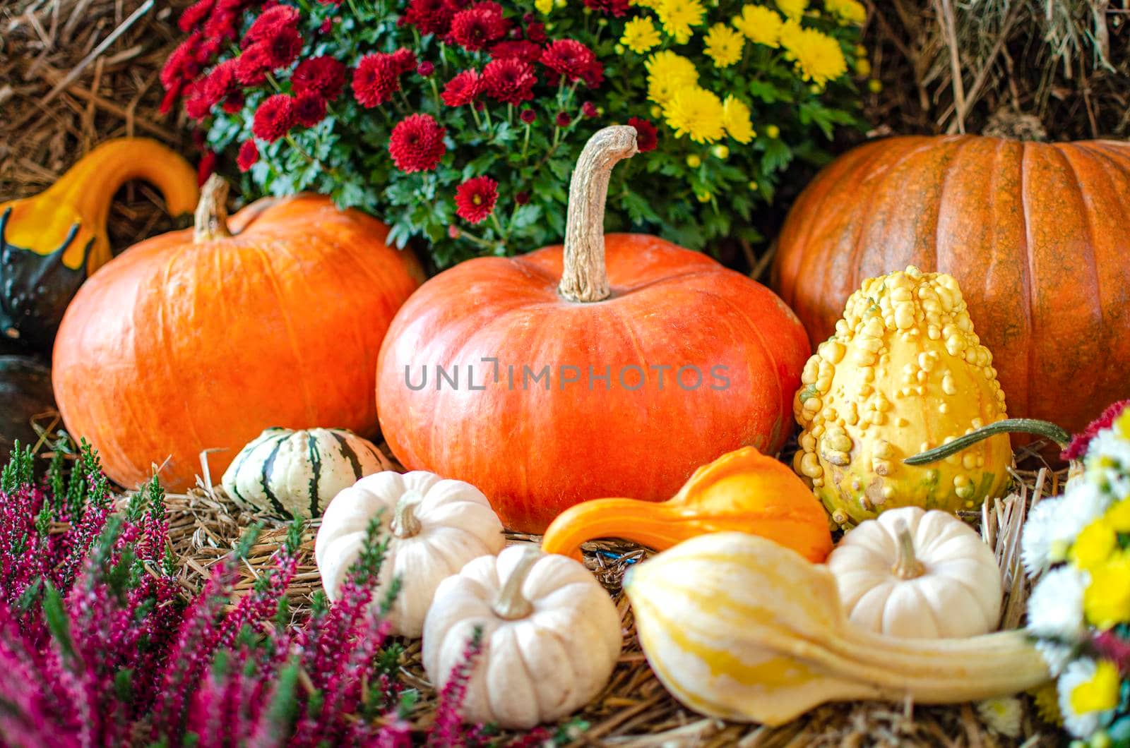 Halloween pumpkin. Pumpkin on a background of hay in a rustic style. Background for Halloween. Place for text.