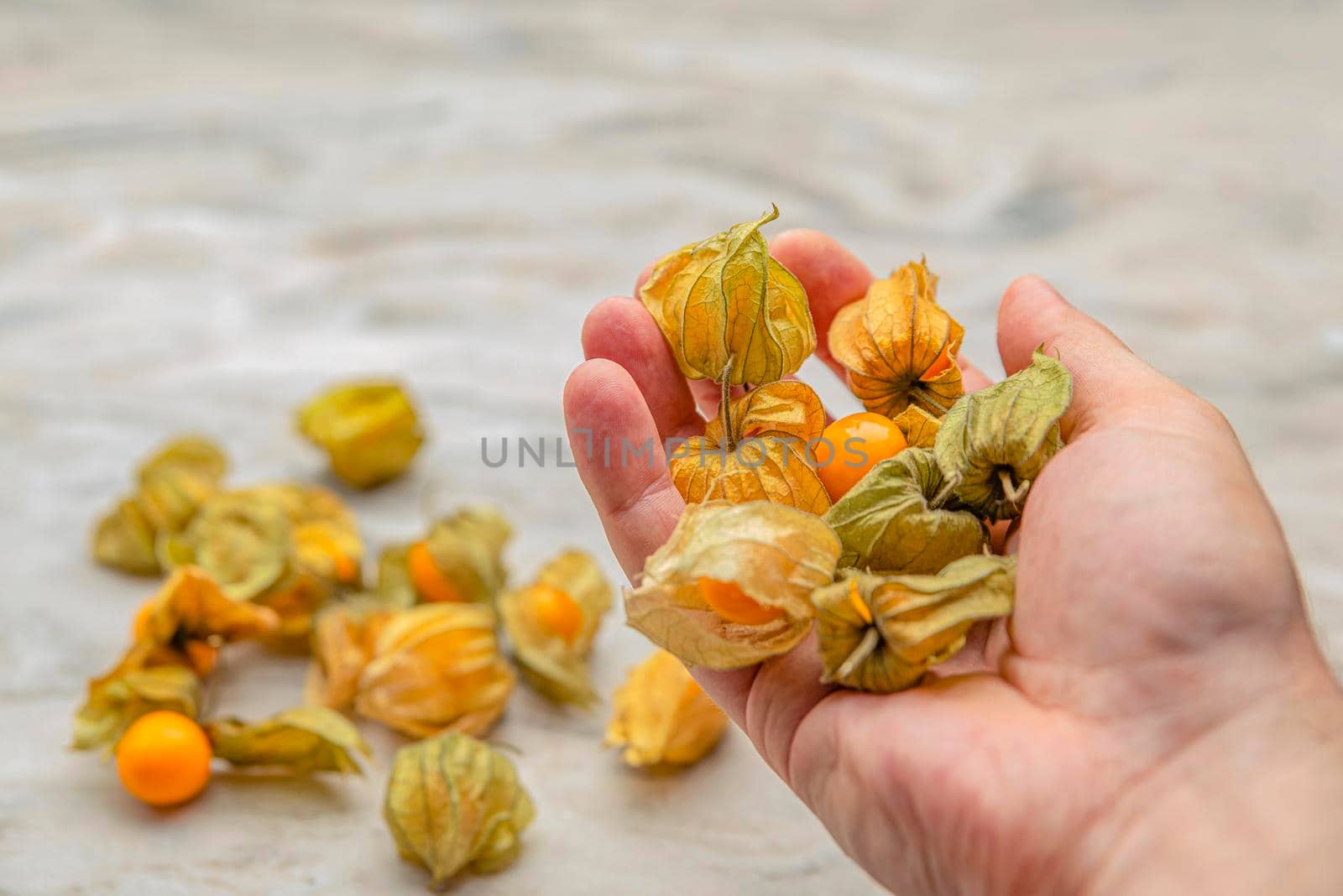 Physalis in hand. In the palm of your hand are sweet yellow physalis berries. Ripe physalis fruits lie in the background. Place for your text.