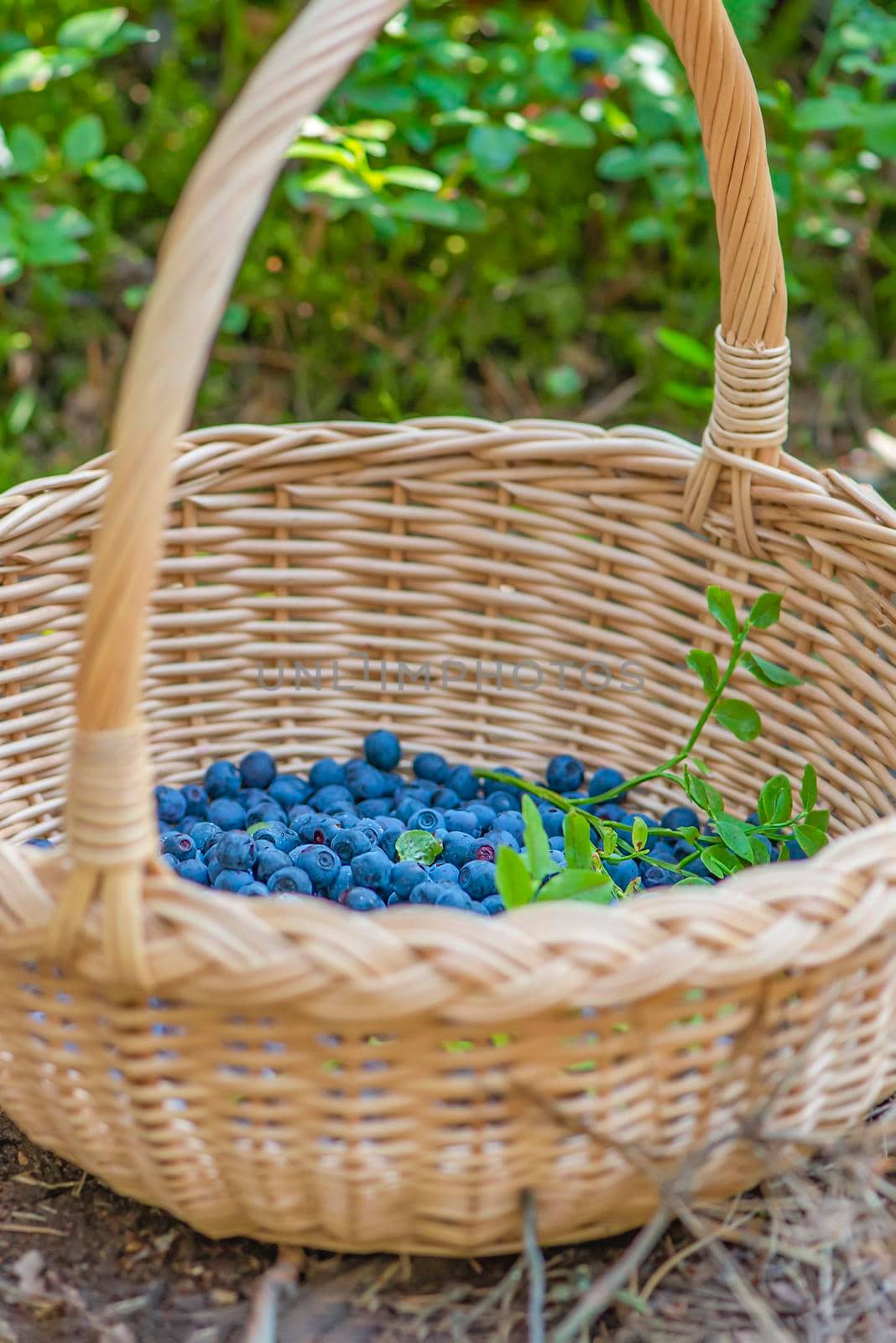 Berry season. Ripe blueberries in a basket. The process of finding and collecting blueberries in the forest during the ripening period