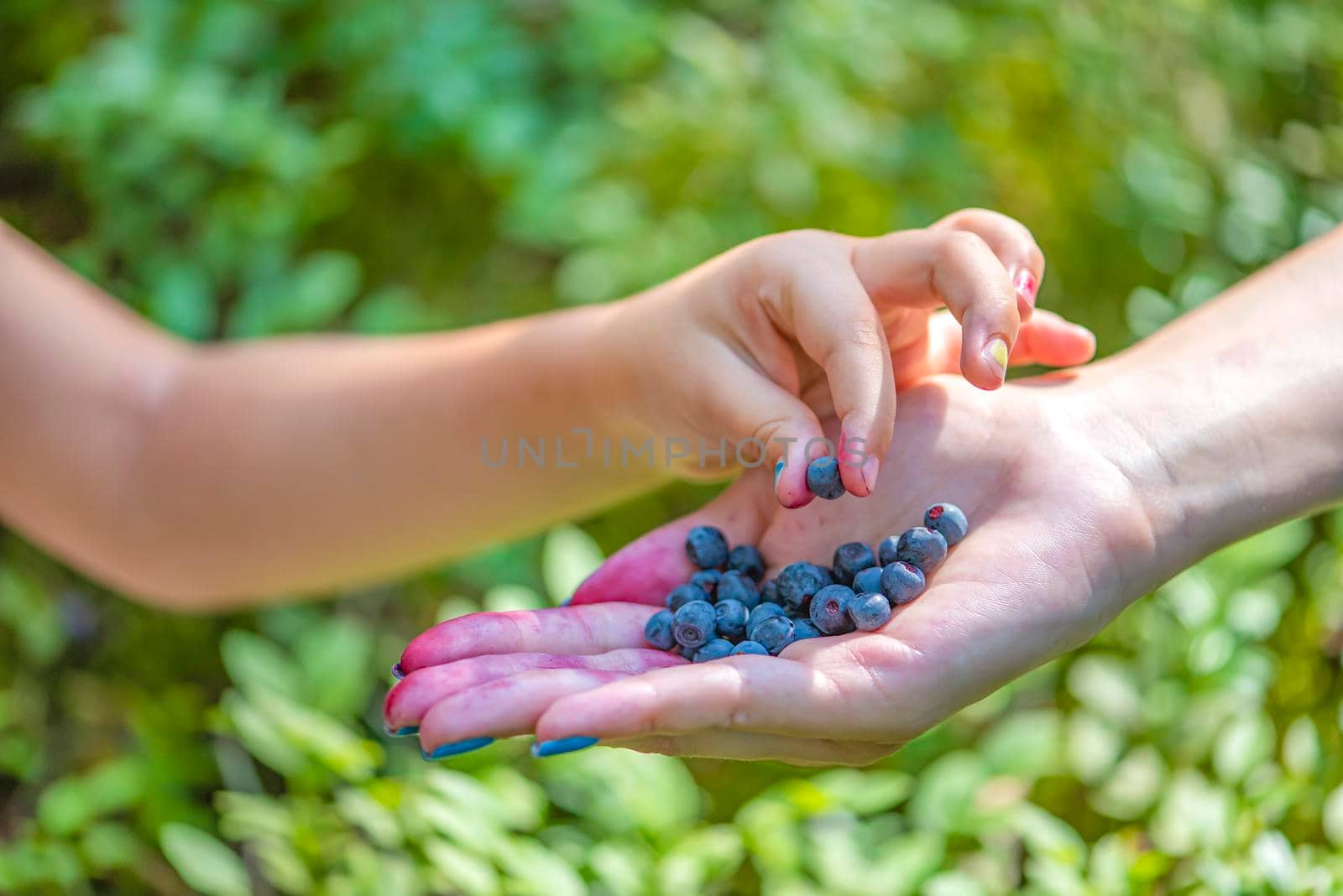 The child takes blueberries with his hand in the forest. Close-up of hands of an adult and a child with blueberries on the background of blueberry bushes and forest