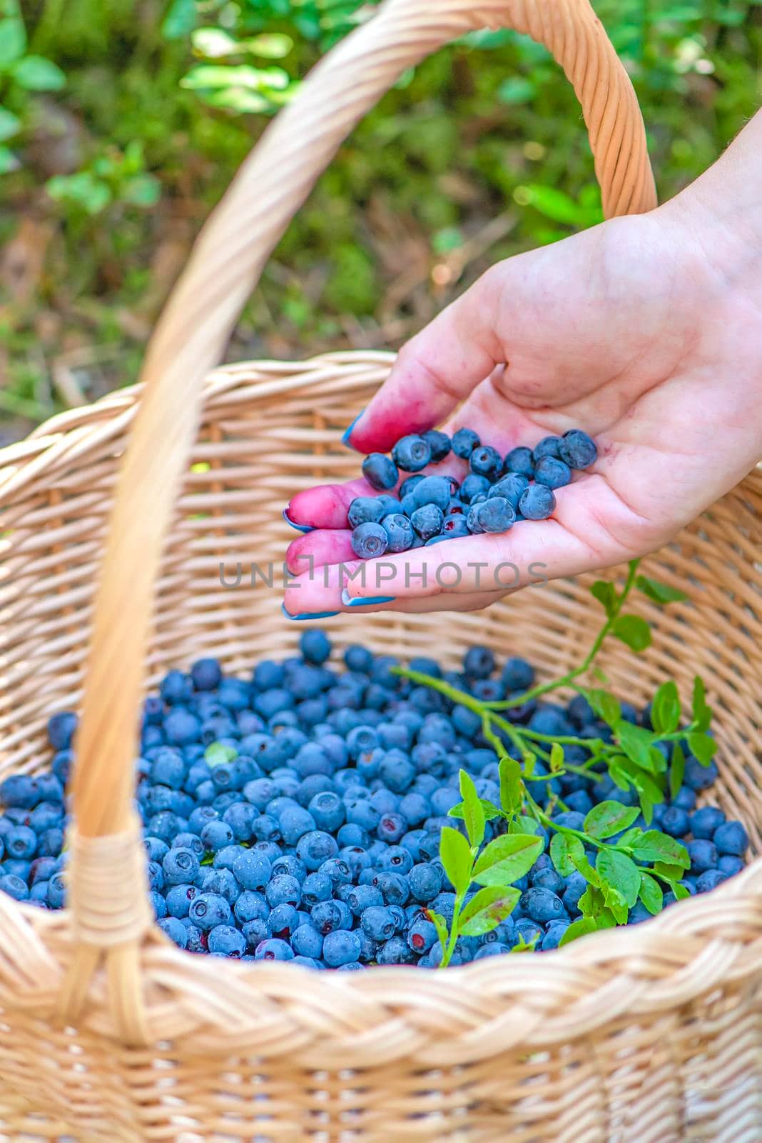 Berry season. Ripe blueberries in a basket. The process of finding and collecting blueberries in the forest during the ripening period. Hand pouring harvested blueberries into a basket.
