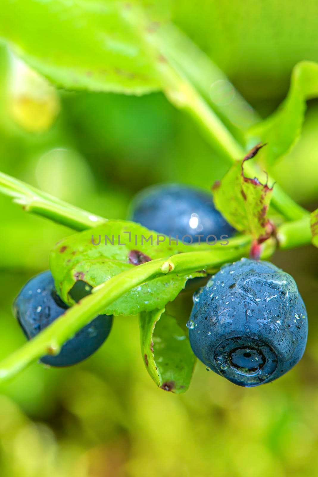 Blueberry. Blueberry bush in the forest on a branch with leaves. Close-up of ripe blueberries. by SERSOL