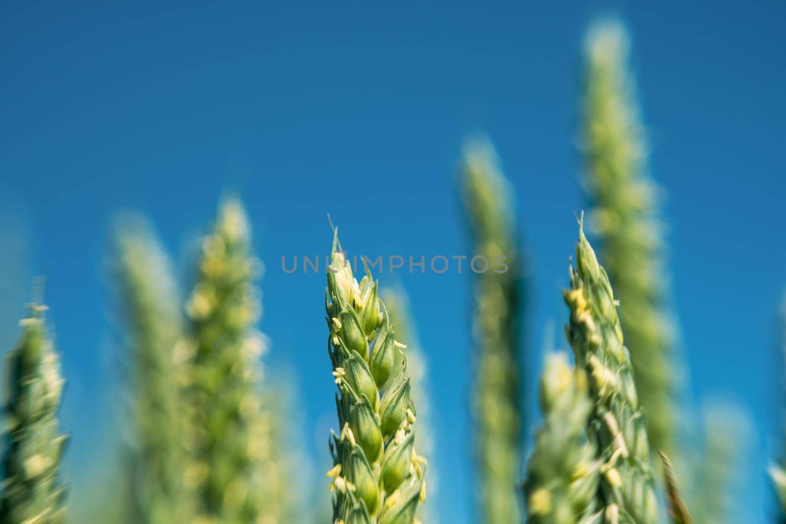green ear wheat in the summer. close up wheat. agriculture background
