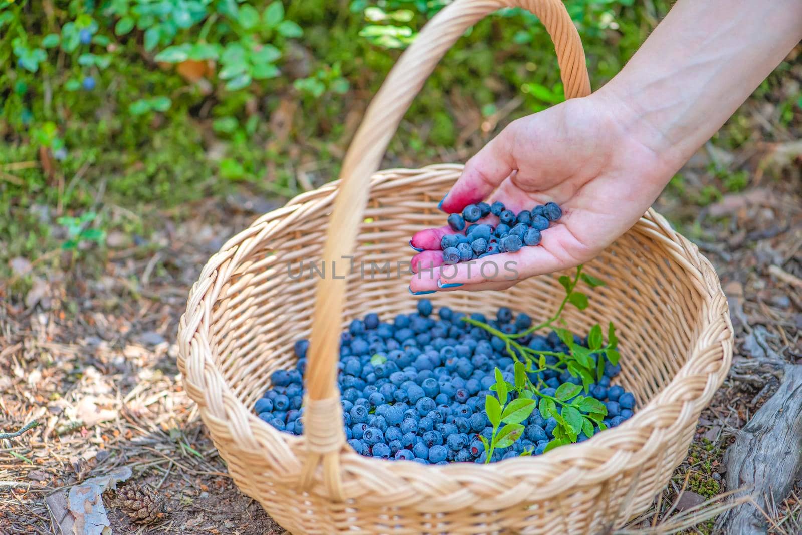 Berry season. Ripe blueberries in a basket. The process of finding and collecting blueberries in the forest during the ripening period. Hand pouring harvested blueberries into a basket.