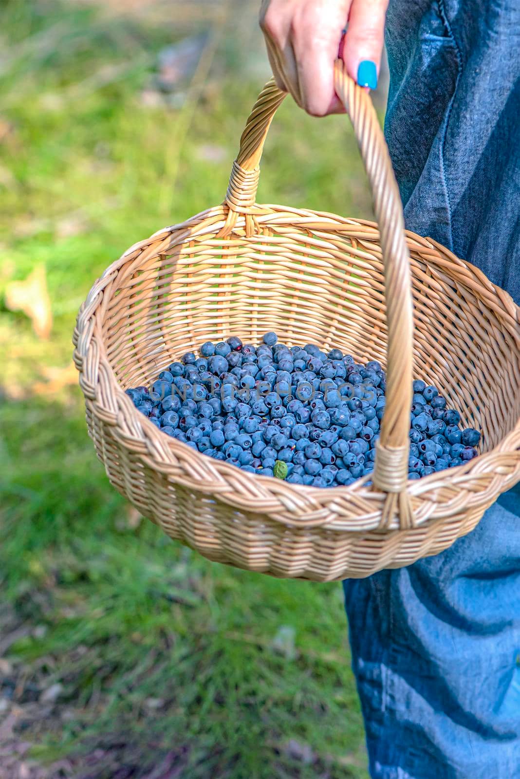 Berry season. Collect blueberries in the forest. A woman walks through the forest with a basket containing blueberries. The process of finding and collecting blueberries by SERSOL