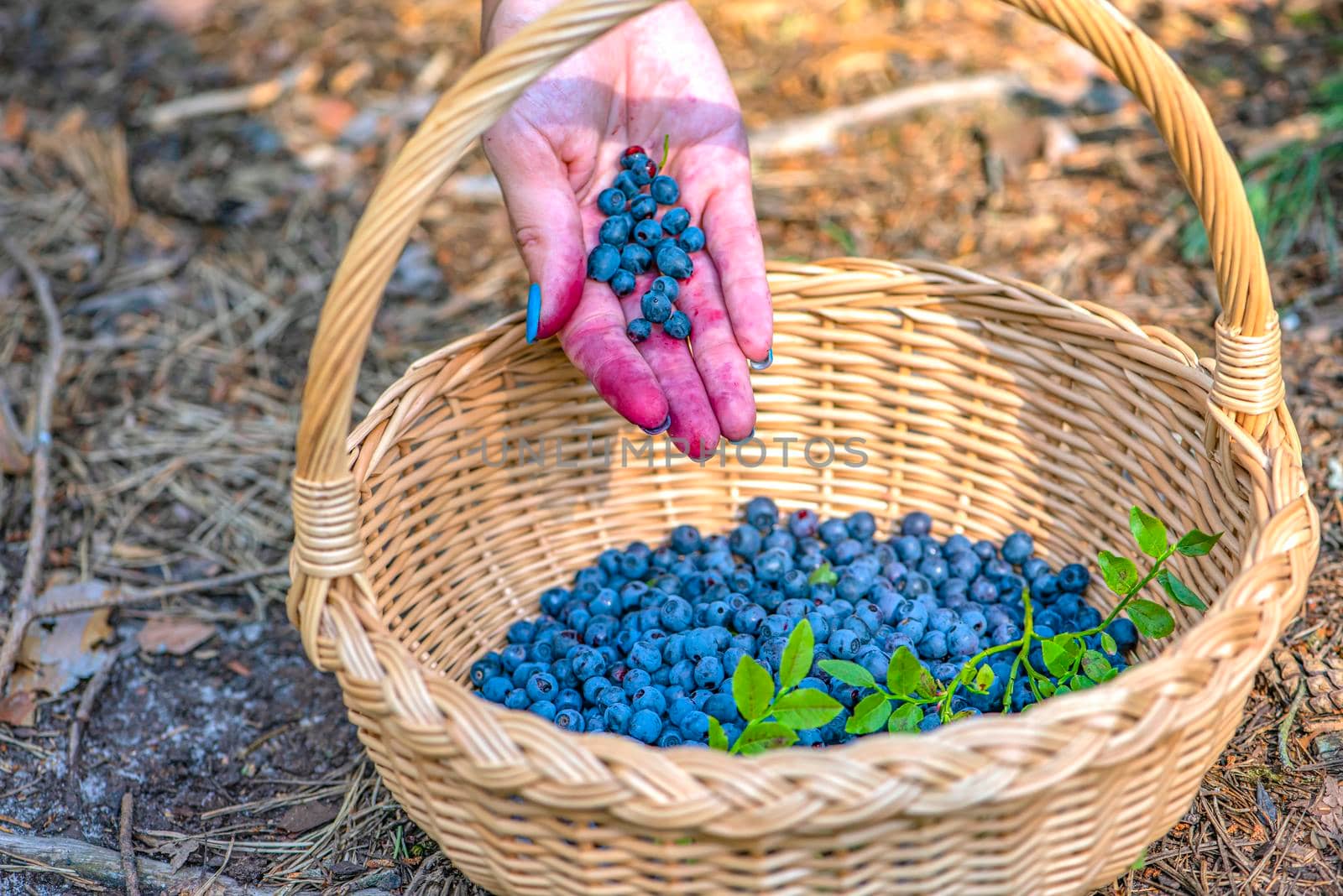 Berry season. Ripe blueberries in a basket. The process of finding and collecting blueberries in the forest during the ripening period. Hand pouring harvested blueberries into a basket.
