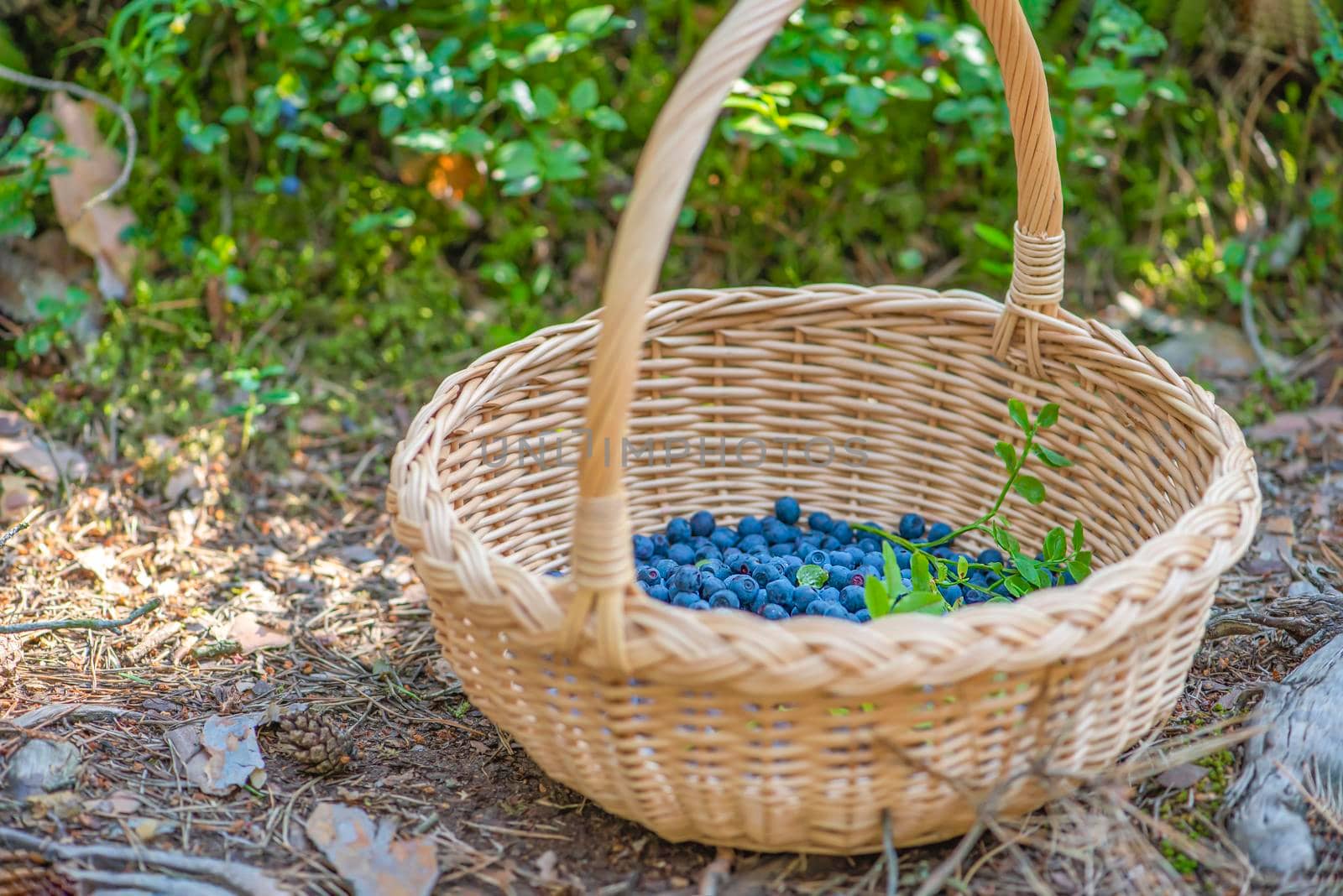 Berry season. Ripe blueberries in a basket. The process of finding and collecting blueberries in the forest during the ripening period