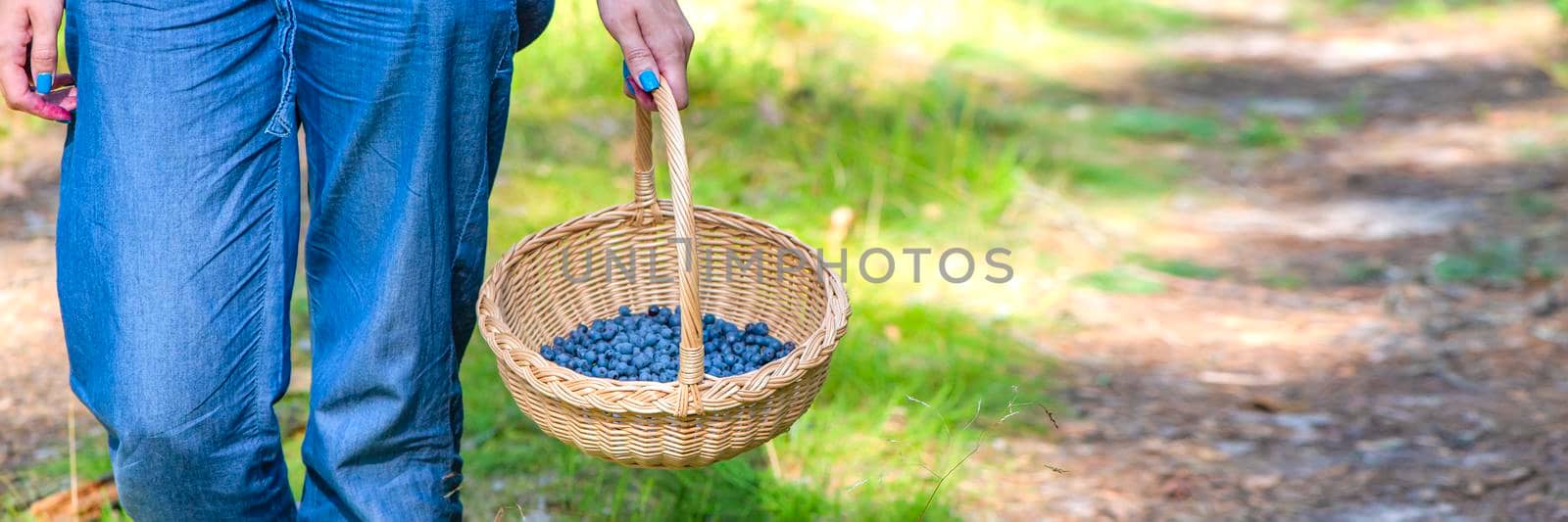 Berry season. Collect blueberries in the forest. A woman walks through the forest with a basket containing blueberries. The process of finding and collecting blueberries by SERSOL