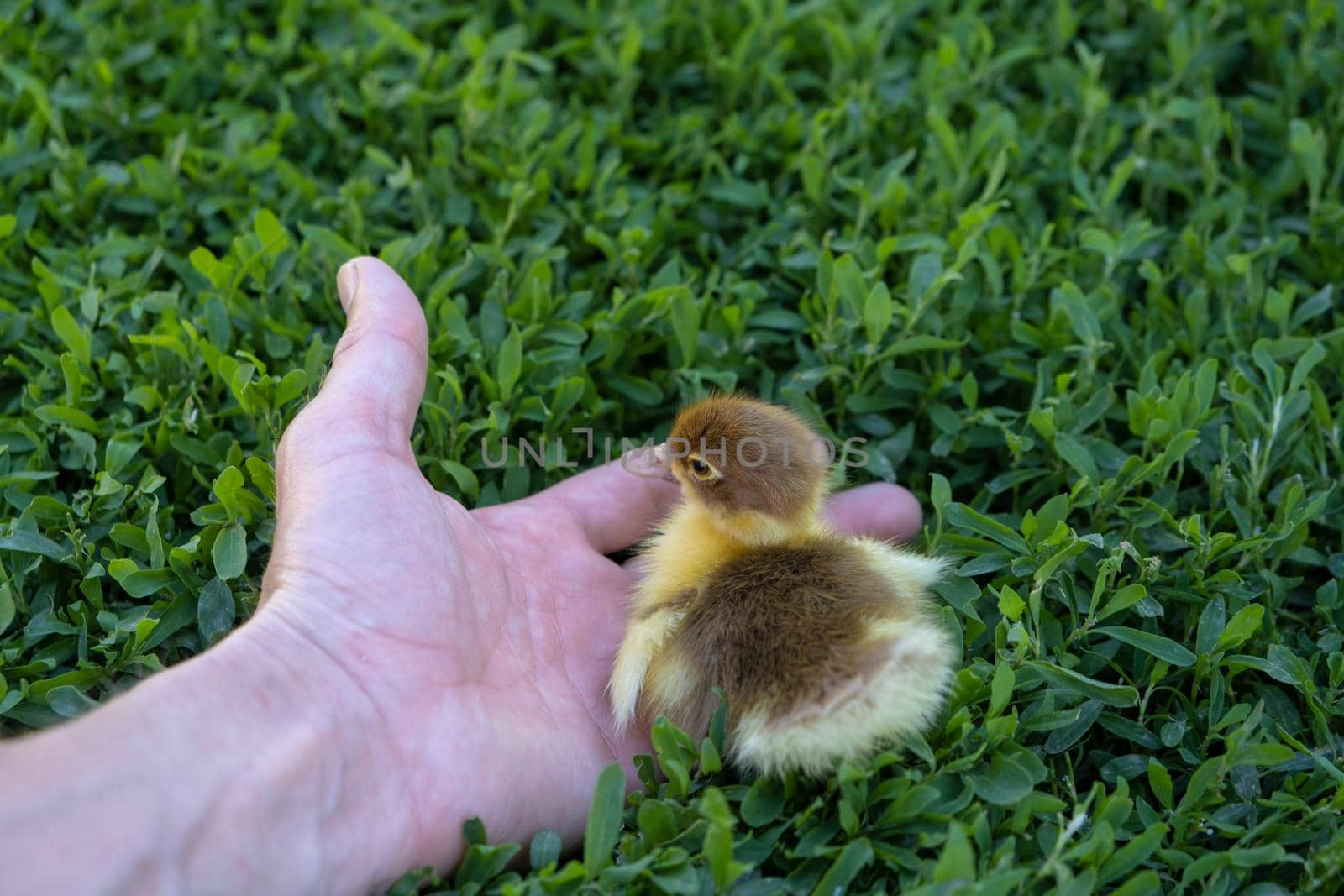 new born beautiful duckling in hand. duckling on grass