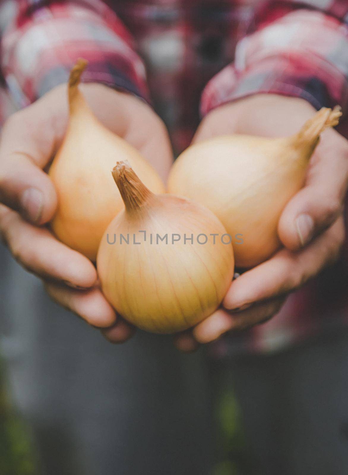 A man farmer holds a harvest of onions in his hands. Selective focus. by yanadjana