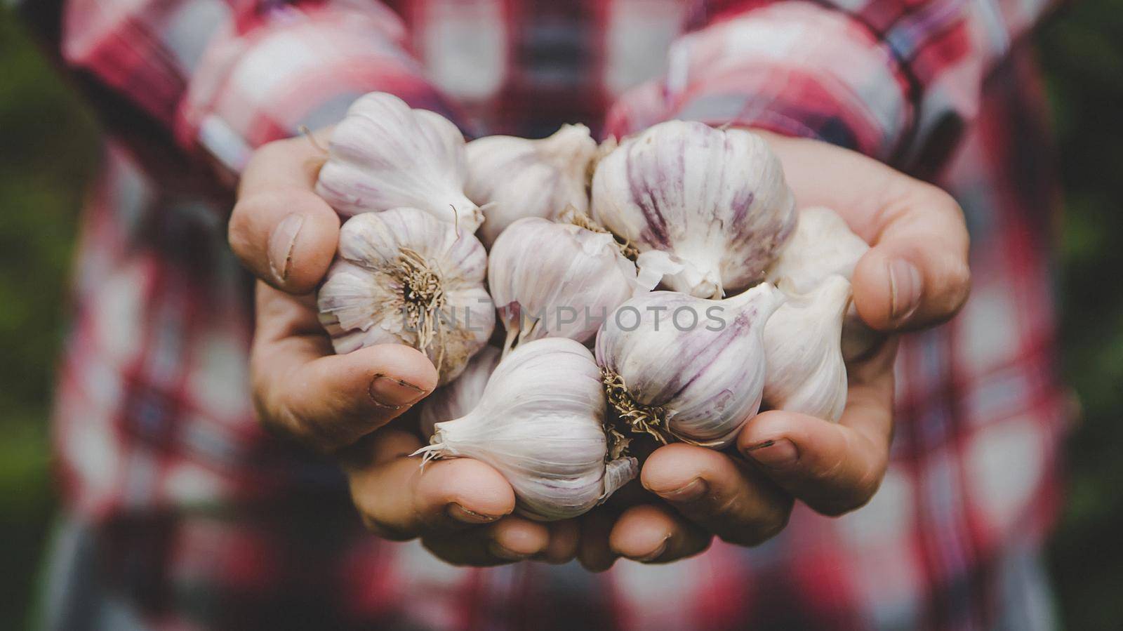 A man farmer holds a harvest of garlic in his hands. Selective focus. nature.