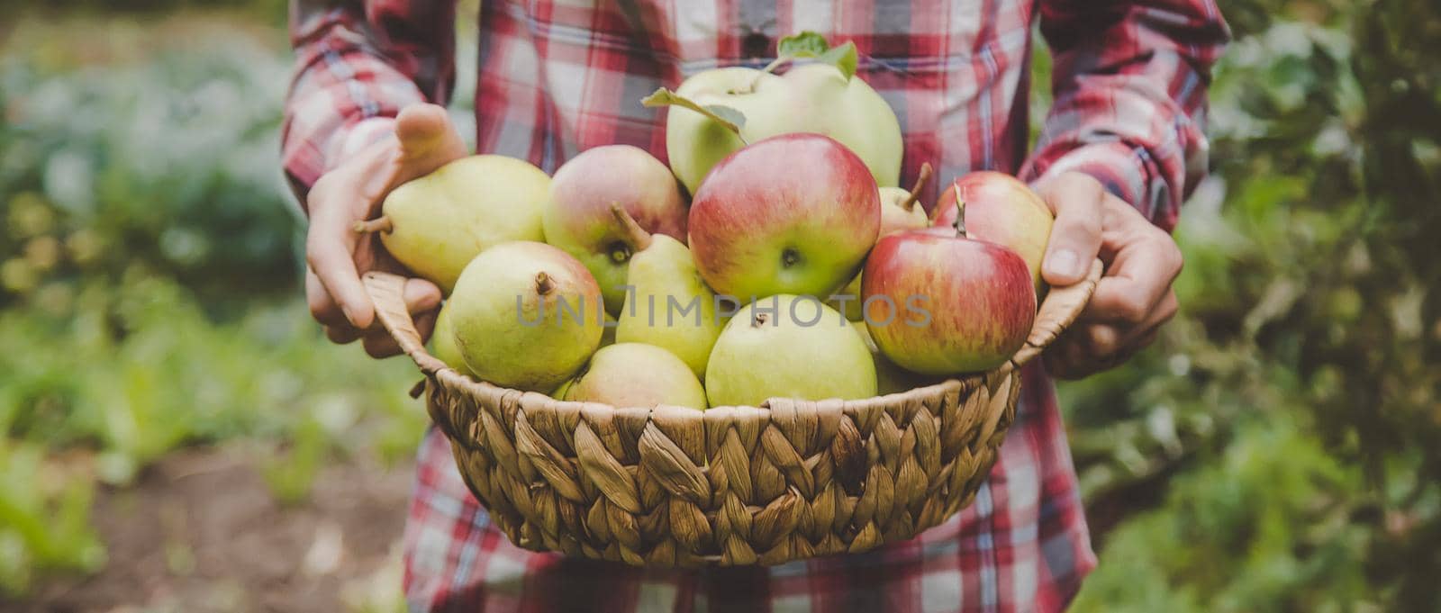 A man holds a harvest of apples in his hands. Selective focus. by yanadjana