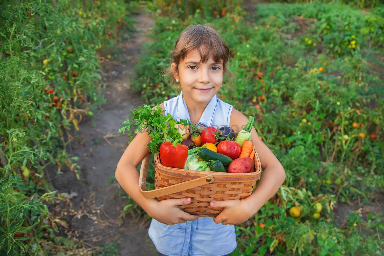 A child holds a harvest of vegetables in his hands. Selective focus. nature.