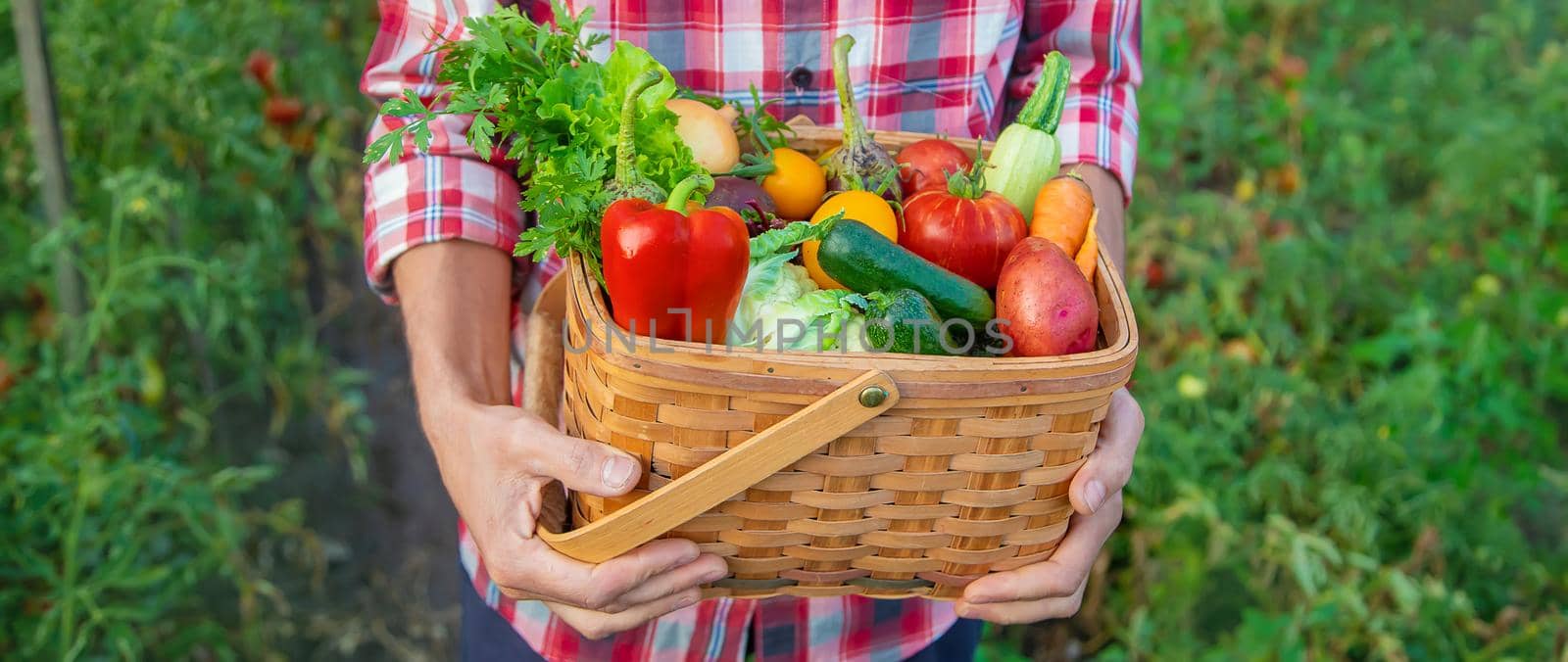 A man farmer holds a harvest of vegetables in his hands. Selective focus. by yanadjana