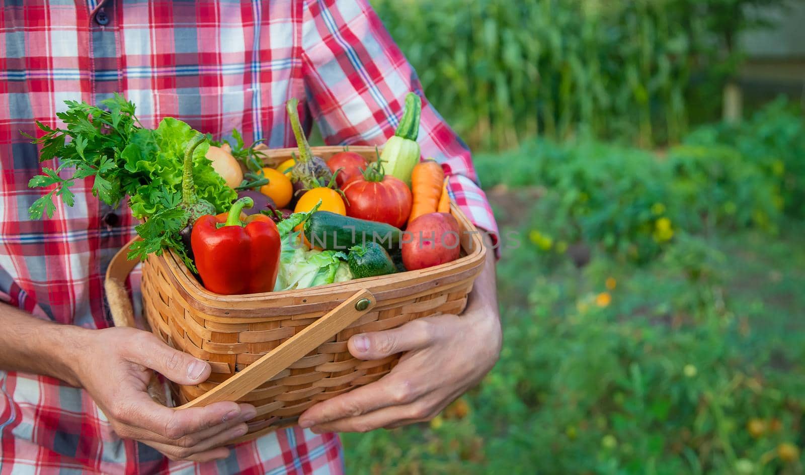 A man farmer holds a harvest of vegetables in his hands. Selective focus. by yanadjana