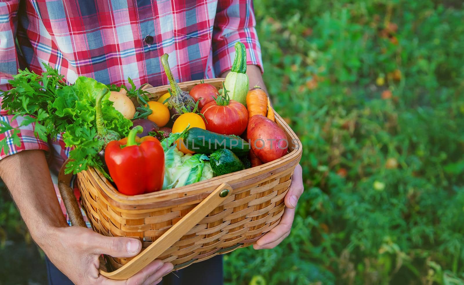 A man farmer holds a harvest of vegetables in his hands. Selective focus. nature.