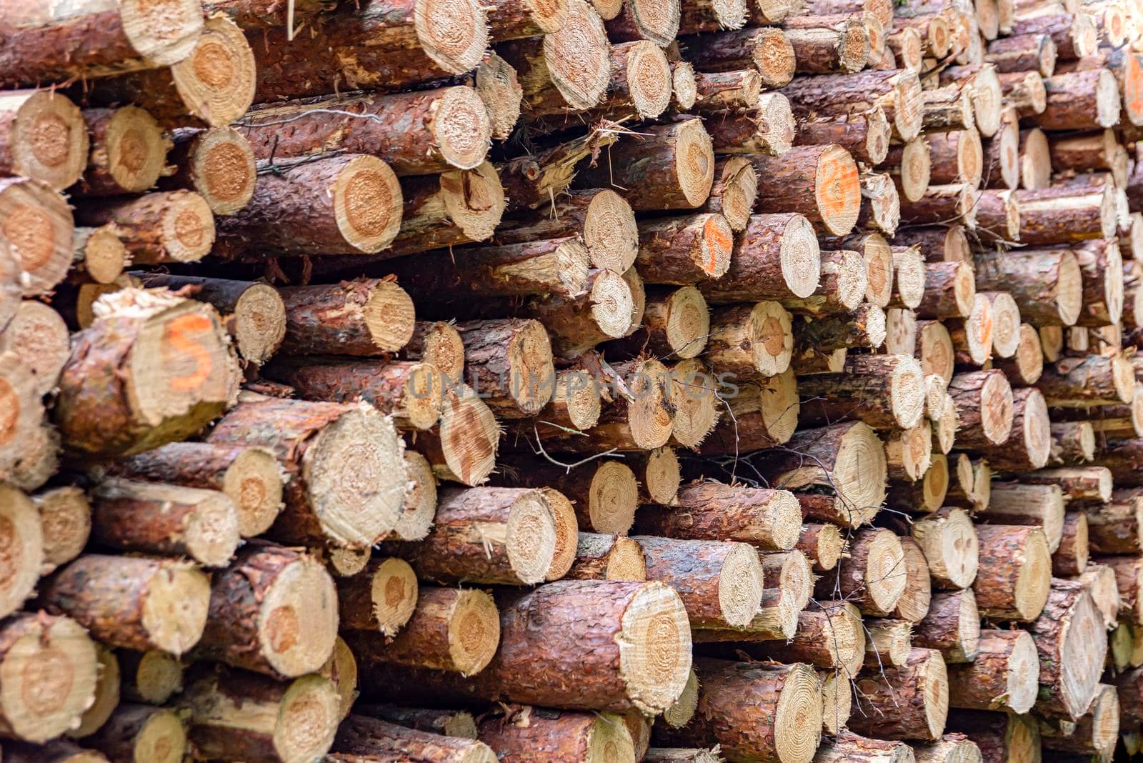 Logs in a heap. harvesting pine logs in the forest. Folded wood. A pile of logs in a coniferous forest. Tree trunks.