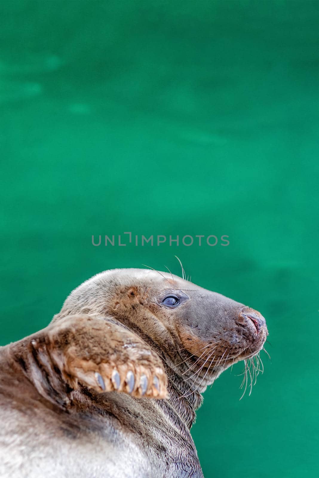 Atlantic gray seal, Halichoerus grypus, animal lying near dark green water, place for text with copy space by SERSOL