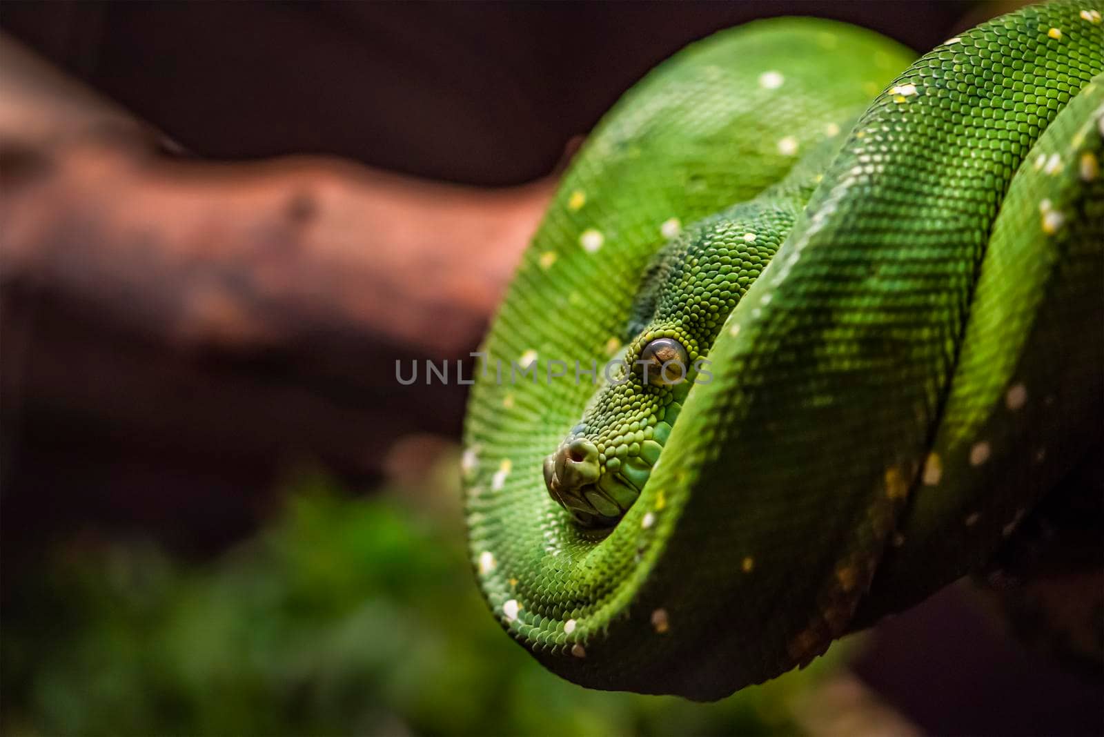 Green python on a branch close-up,python eye close up