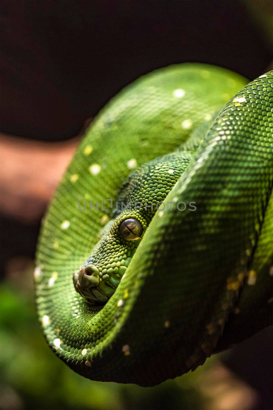 Green python snake on a branch with green leaves. A green python hangs on a branch of an old tree. by SERSOL