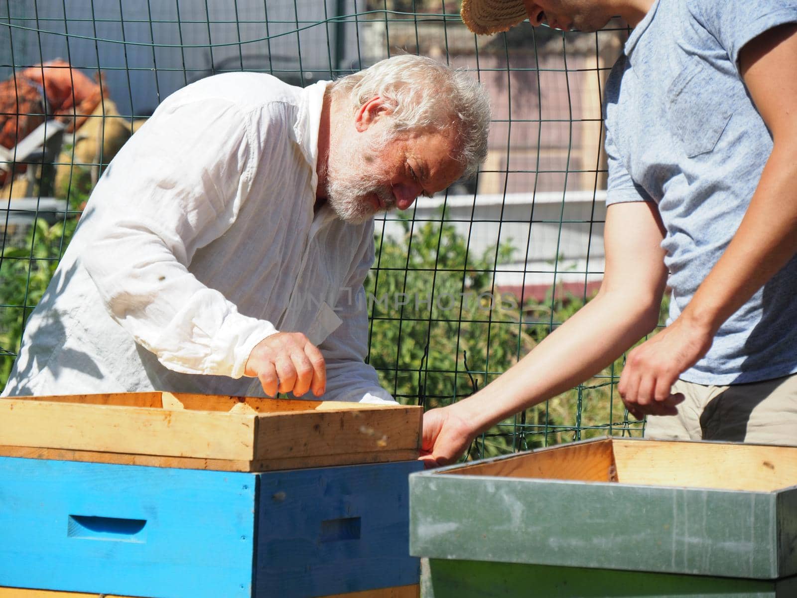 Beekeeper working with bees and beehives on the apiary. Beekeeping concept. Beekeeper harvesting honey Beekeeper on apiary.