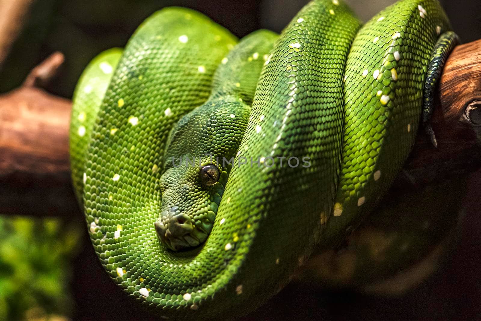 Green python on a branch close-up,python eye close up