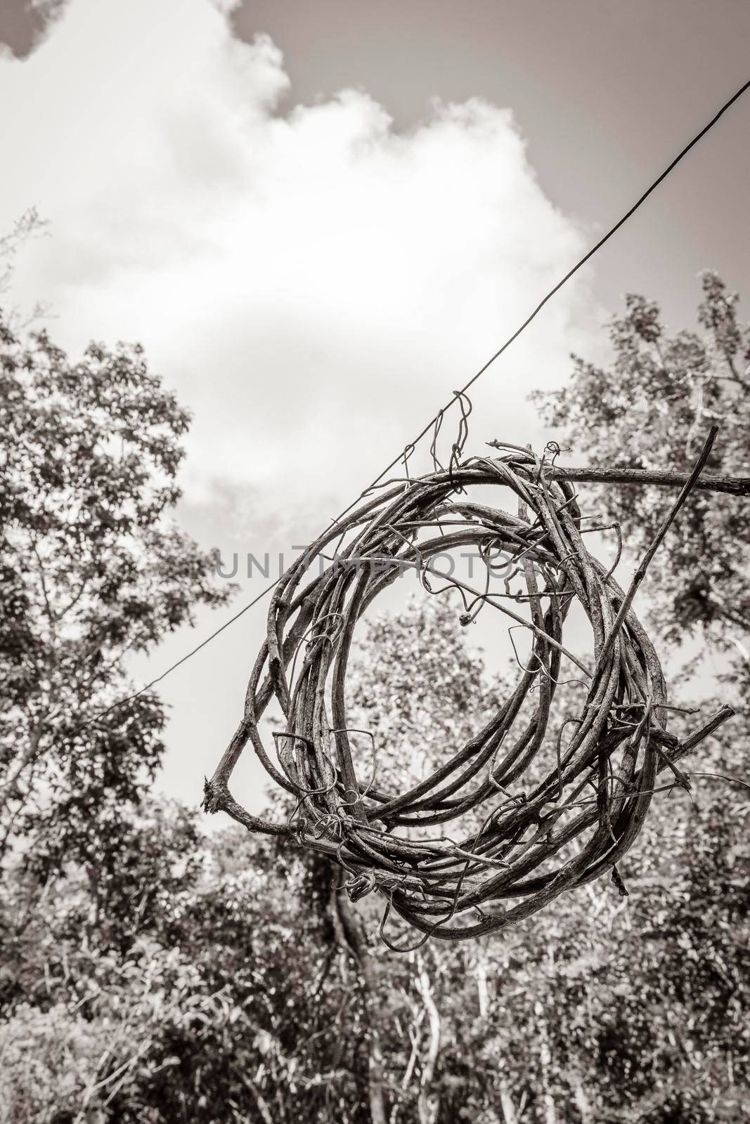 Old black and white picture of Wreath from wood sticks in jungle between plants trees and natural forest panorama view in Puerto Aventuras Mexico.