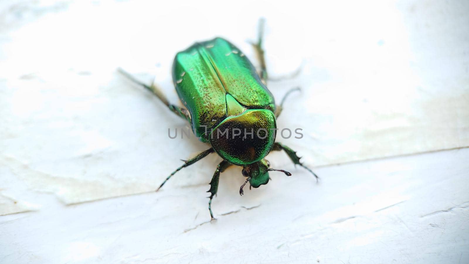 Macro. Golden bronze, Bronze beetle close-up on a light wooden background.Texture or background